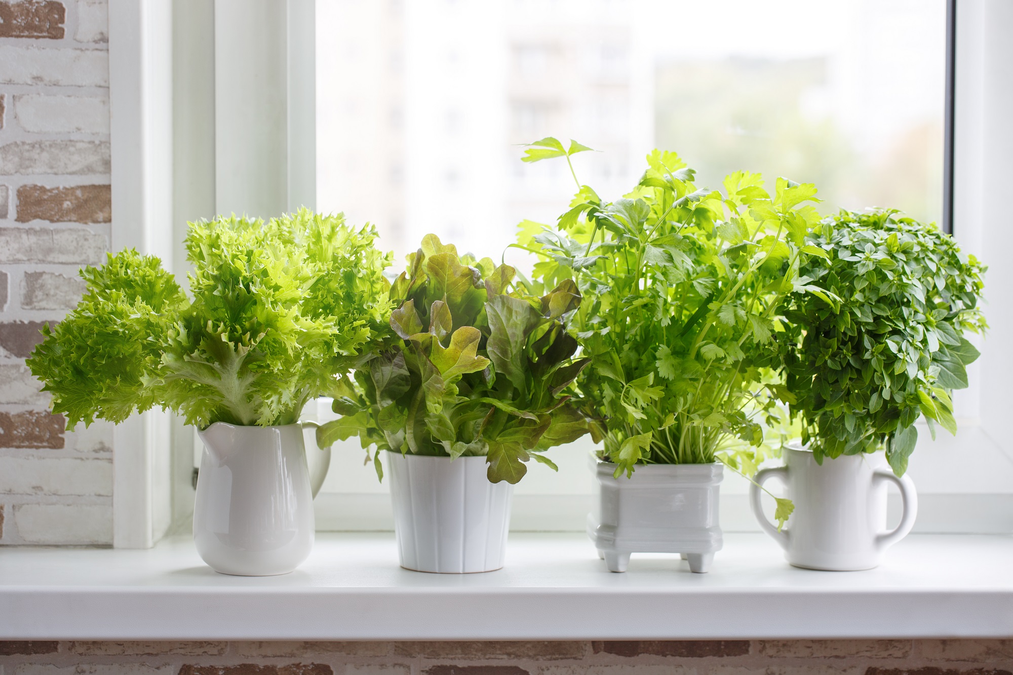 Comment faire pousser des plantes aromatiques en intérieur ?